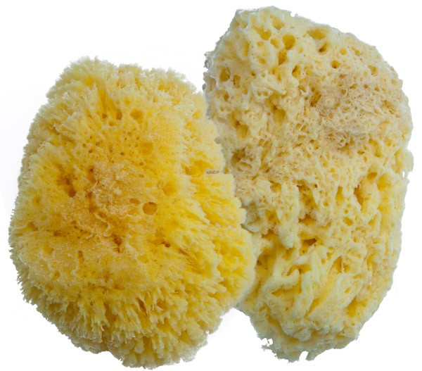 Natural Sea Art Sponges